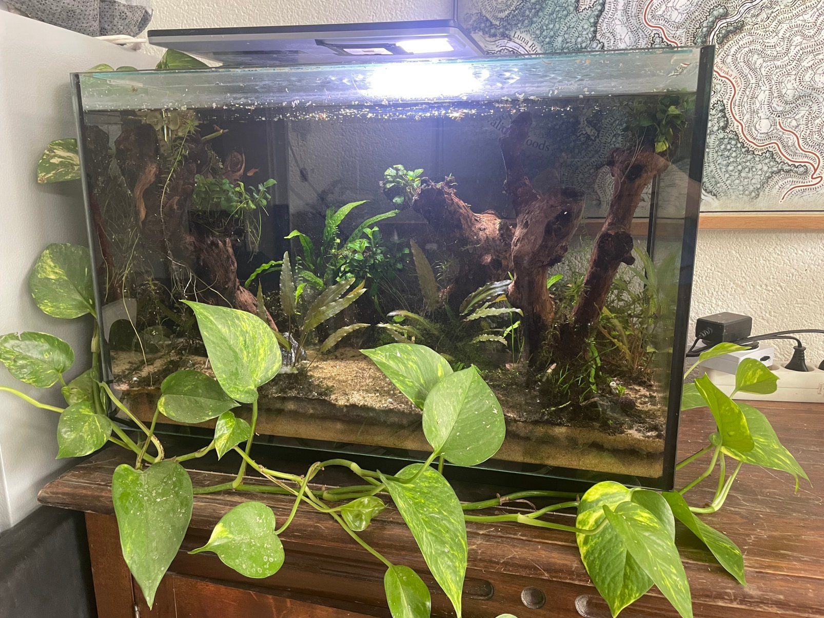 Superfish Quadro 70, Ophalen, Gevuld zoetwateraquarium