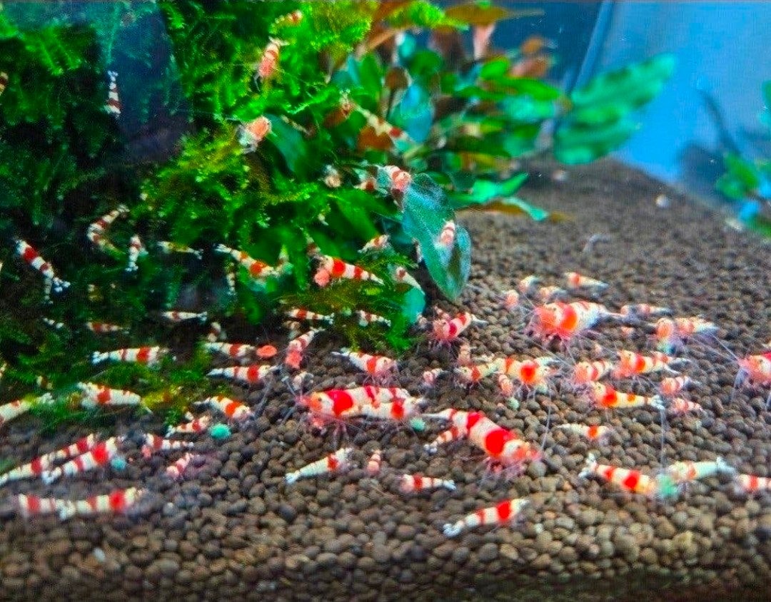 cristal red garnalen (kraanwater), Dieren en Toebehoren, Kreeft, Krab of Garnaal, Zoetwatervis, Schoolvis