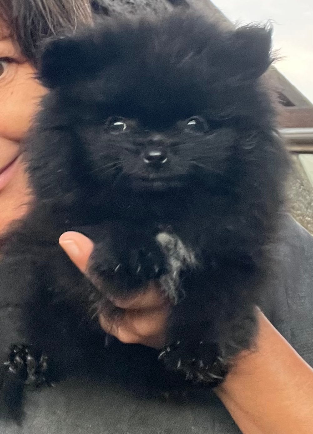 Mini pomeriaan pup, Dieren en Toebehoren, Keeshond, CDV (hondenziekte), 8 tot 15 weken, Teef