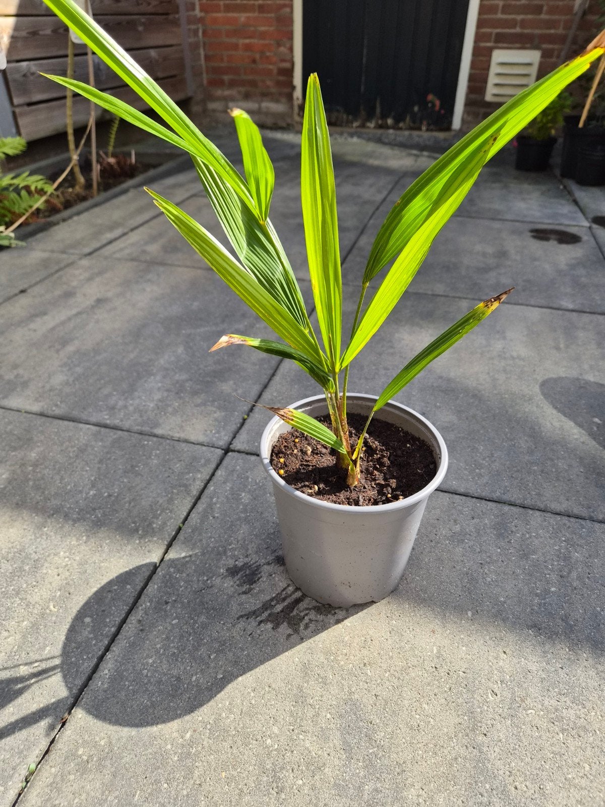 Trachycarpus Fortunei - Winterharde Palmboom (ca. 50 cm), Volle zon, Vaste plant, Zomer, Ophalen