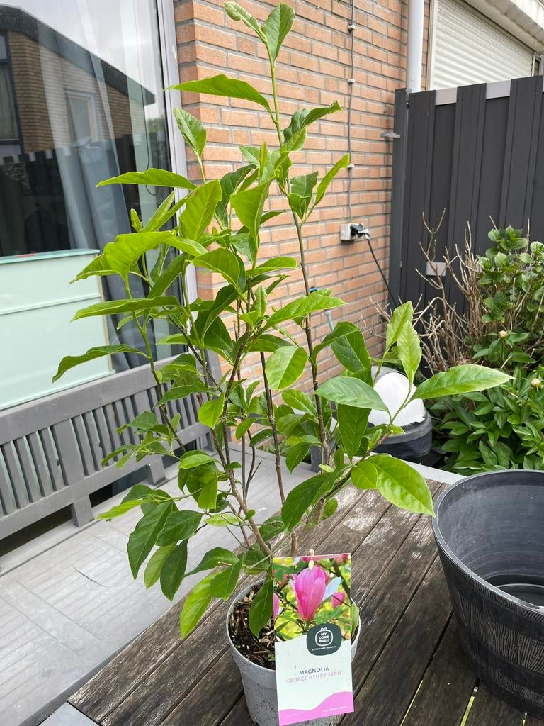Magnolia george henry kern, Ophalen, Lente, Volle zon, Overige soorten