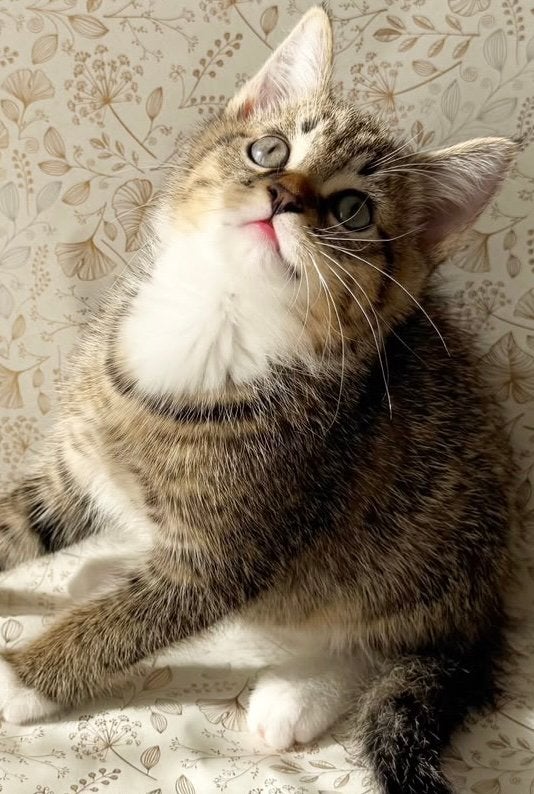 Schitterende x britse korthaar kittens mogen verhuizen, Meerdere dieren, 0 tot 2 jaar