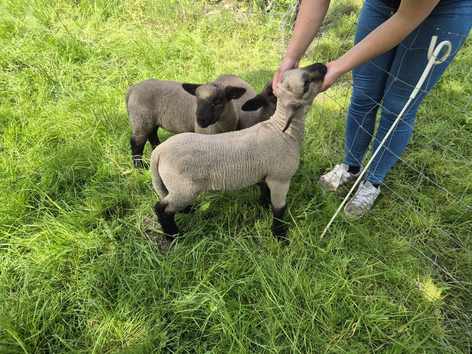 Hampshire down rammen te koop of te huur, Mannelijk, Schaap, 0 tot 2 jaar