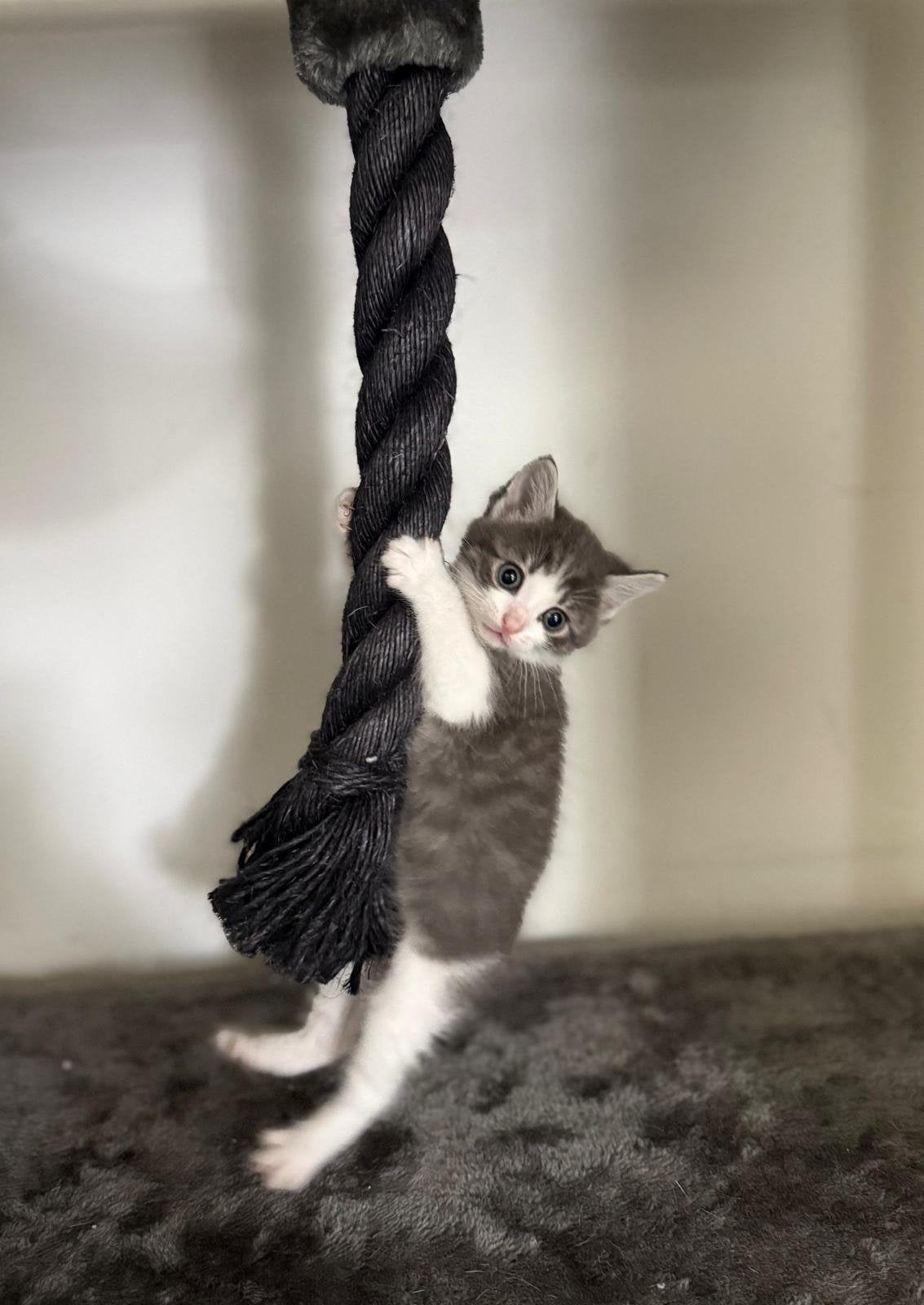 Kittens, Meerdere dieren, 0 tot 2 jaar