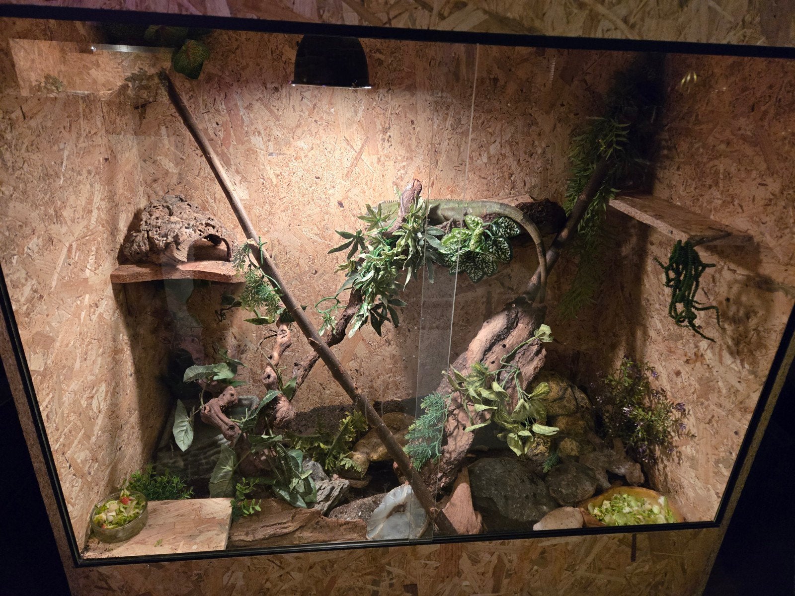 leguaan met terrarium, Dieren en Toebehoren, Slang, Met terrarium, 0 tot 2 jaar