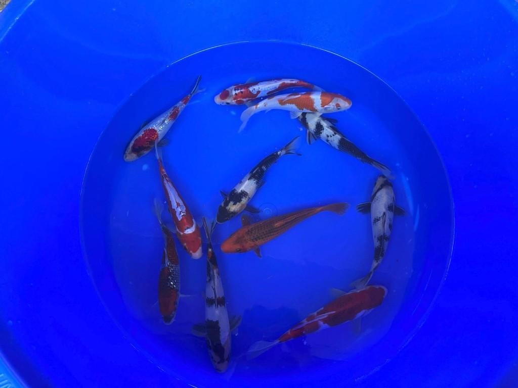 Hosokai Japanse koi karper | Koikarpers  | Tosai, Dieren en Toebehoren, Karper of Koi