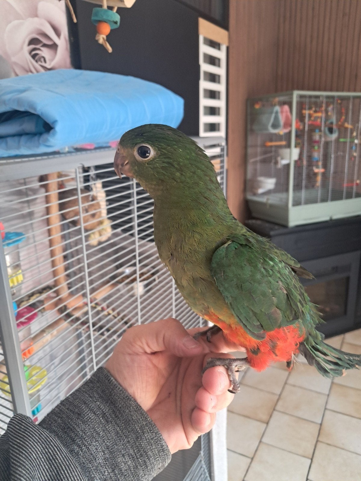 zelfstandige lieve tamme jongen koning parkiet, Dieren en Toebehoren, Mannelijk, Parkiet