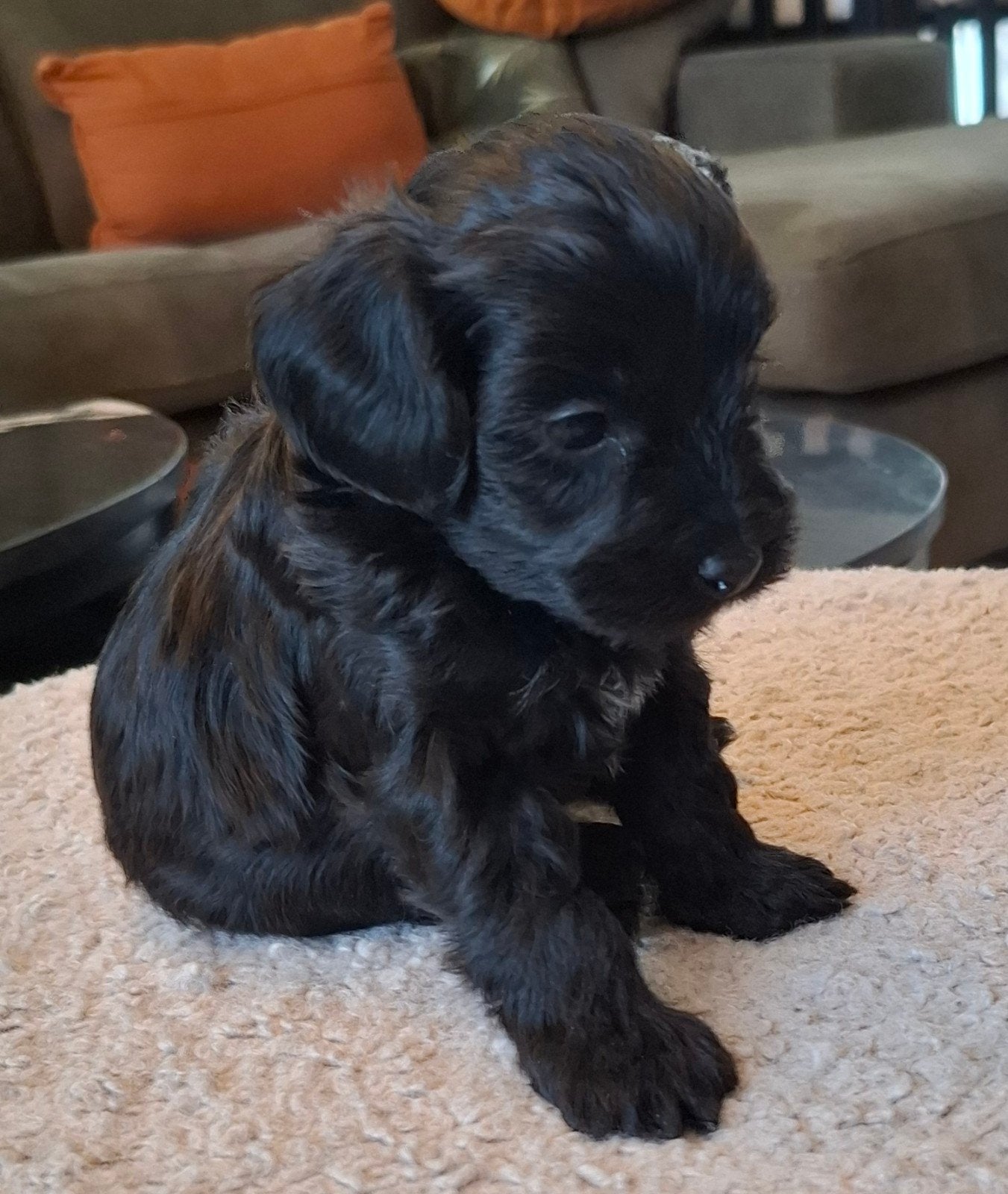 Prachtige super kleine Maltipoo/Toy pups met garantie!, Overige rassen, 8 tot 15 weken, Parvo, Meerdere