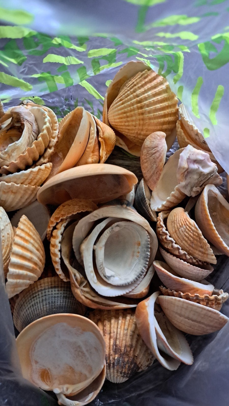 Zak met mooie schelpen, Ophalen of Verzenden