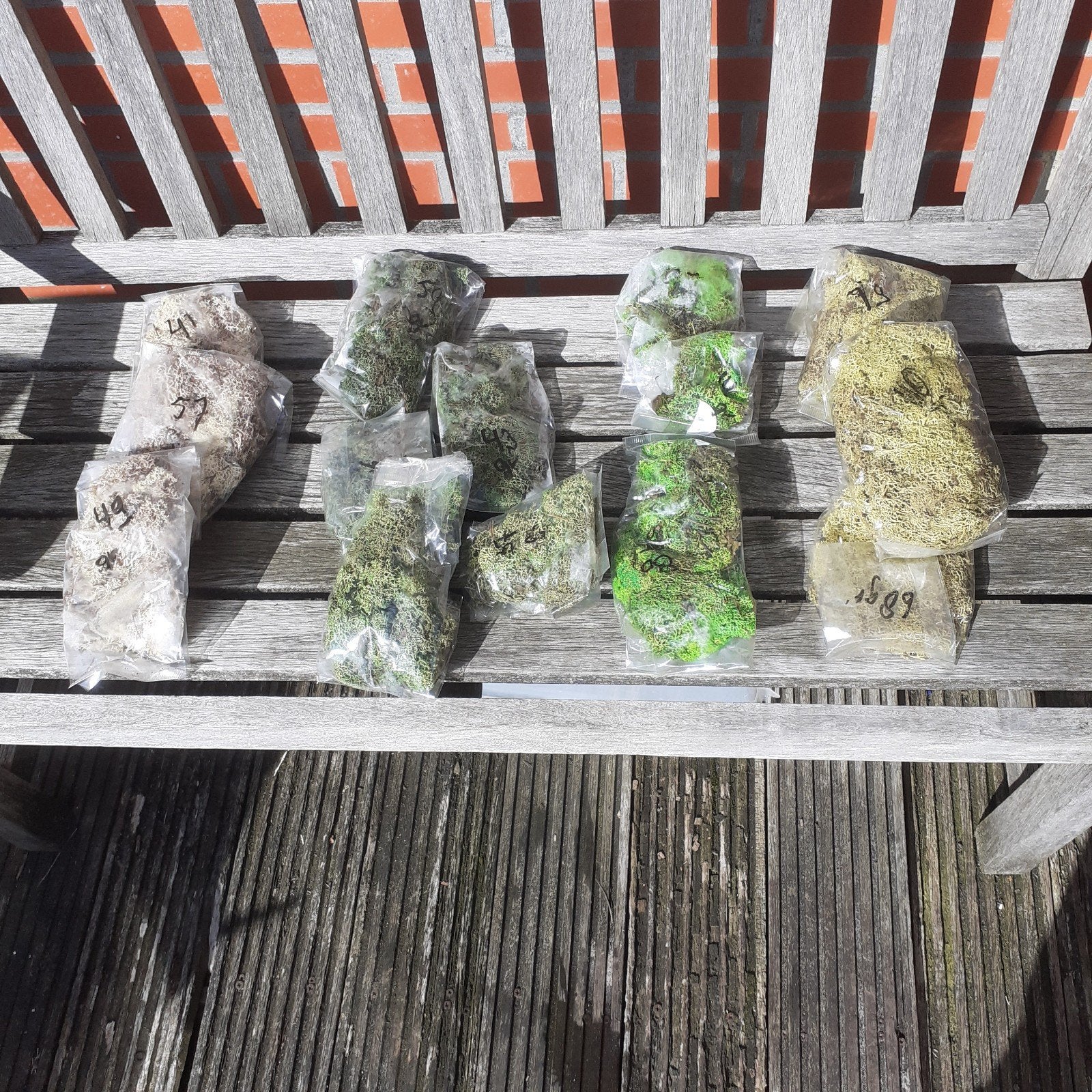 IJslandmos , decoratie mos, Nieuw, Meerkleurig, Natuurlijk materiaal, Knutselmateriaal