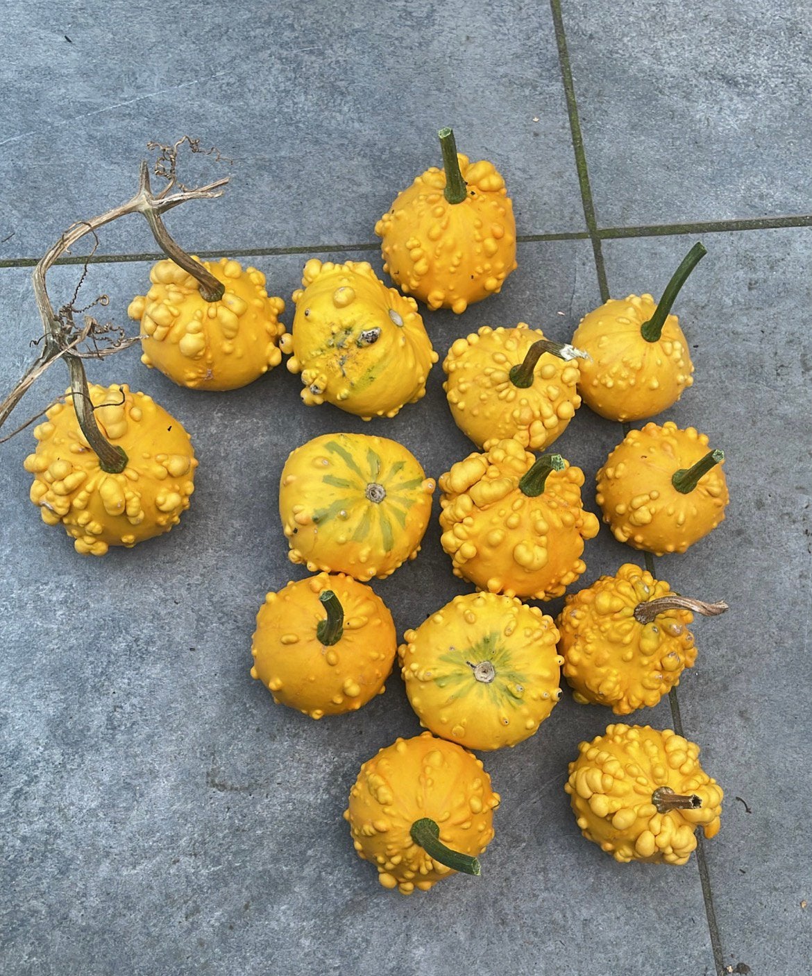 Onbespoten sier pompoenen, Oranje, Ophalen of Verzenden, Natuurlijk materiaal, Landelijk