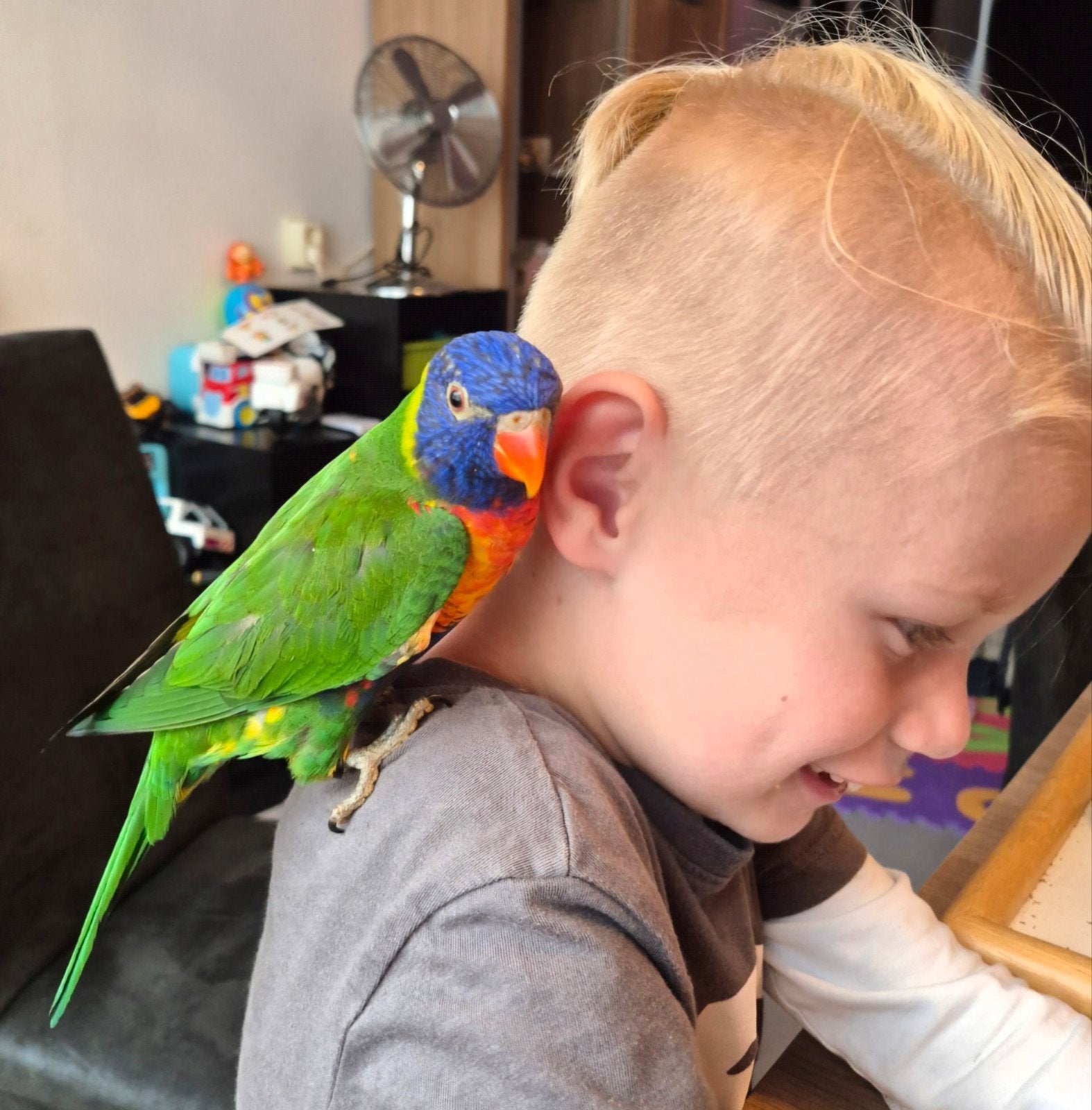 Lori papegaai met toebehoren, Dieren en Toebehoren, Vogels | Parkieten en Papegaaien, Vrouwelijk, Papegaai, Pratend