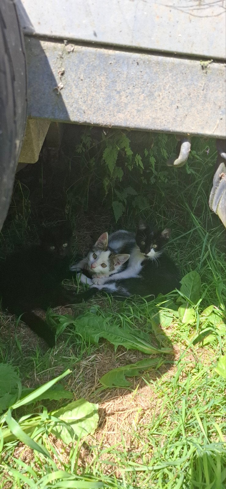 boerderij kittens te koop, Dieren en Toebehoren, Kater, Kortharig, 0 tot 2 jaar