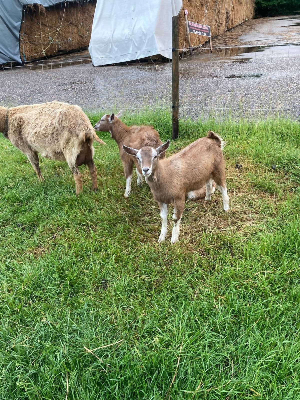 Toggenburger boken te koop, Dieren en Toebehoren, Mannelijk, Geit, 0 tot 2 jaar