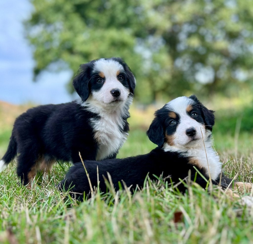 Prachtig bernersennen X Australisch herder pups, Dieren en Toebehoren, België, Particulier, CDV (hondenziekte), 8 tot 15 weken