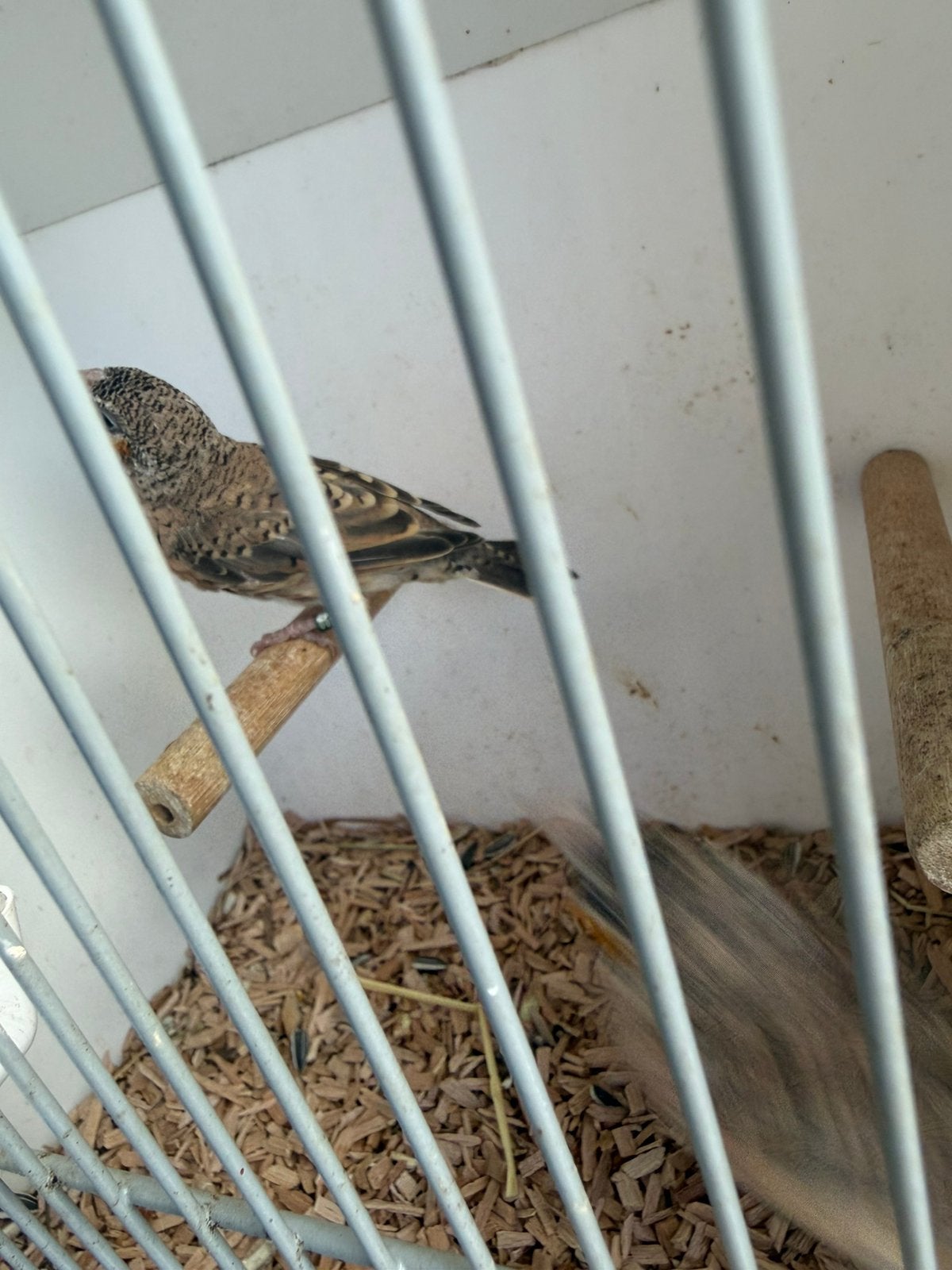 3 jonge geel band bandvinken, Dieren en Toebehoren, Vogels | Overige Vogels, Meerdere dieren, Geringd