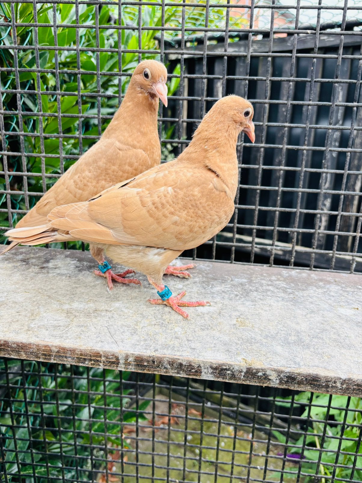 Kleurpostduiven, duiven, postduiven, Dieren en Toebehoren, Meerdere dieren, Postduif