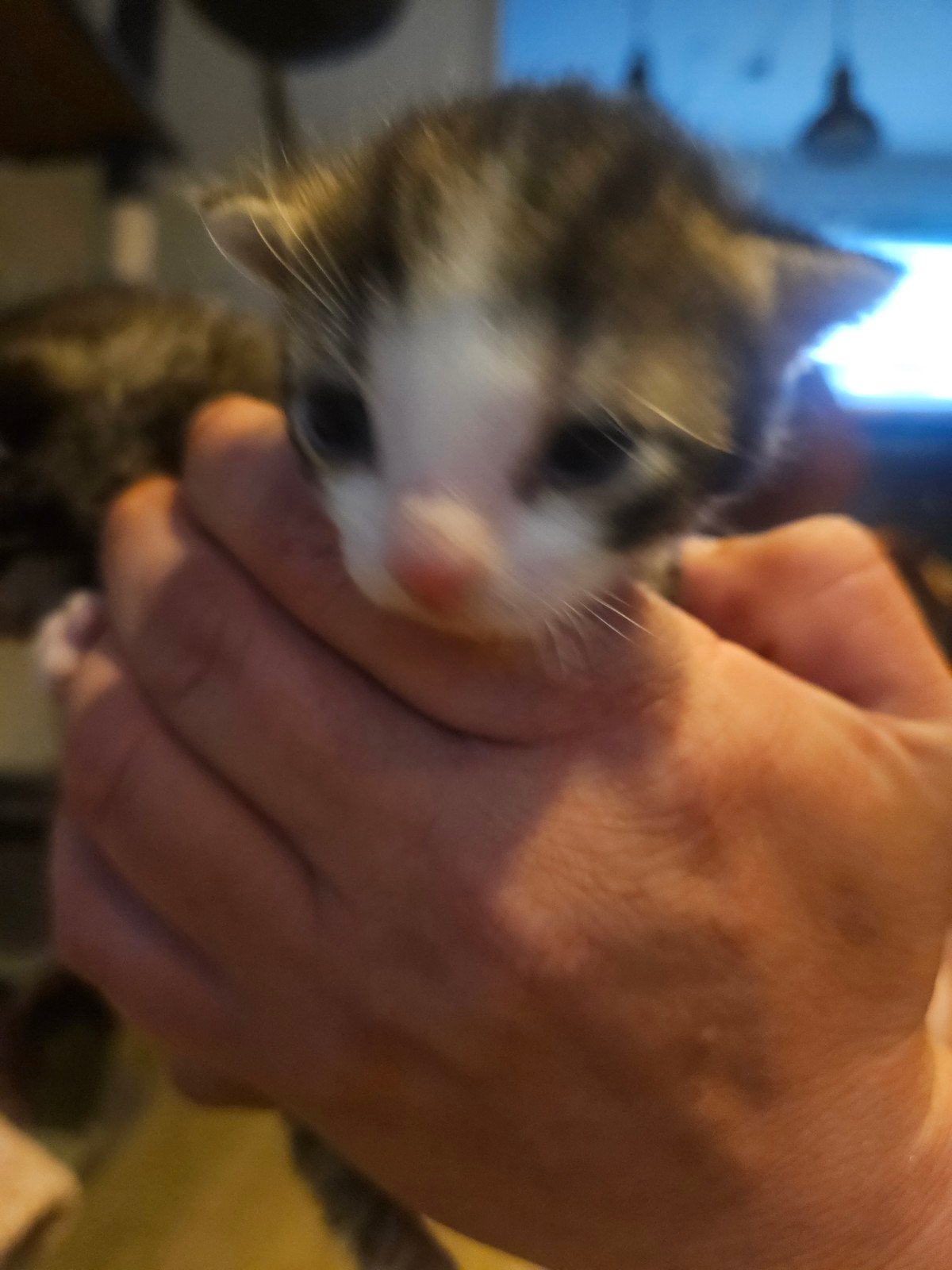 Kittens, Geslacht onbekend, Kortharig, 0 tot 2 jaar