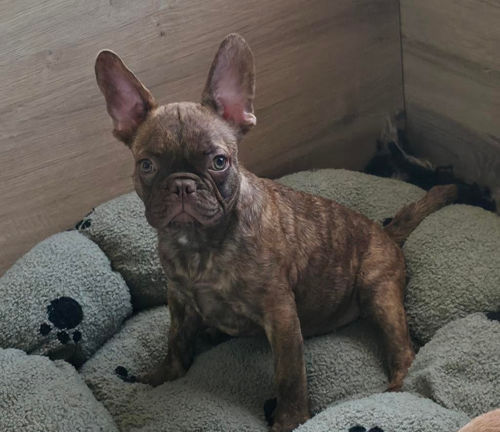 💙 Super leuke X franse bulldog reu pup bijzondere kleur 💙, Dieren en Toebehoren, Parvo, Reu, 8 tot 15 weken, Bulldog