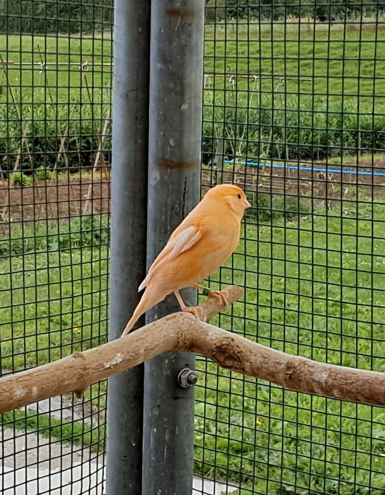 Jonge oranje kanarie man, Dieren en Toebehoren, Vogels | Kanaries, Mannelijk, Kleurkanarie