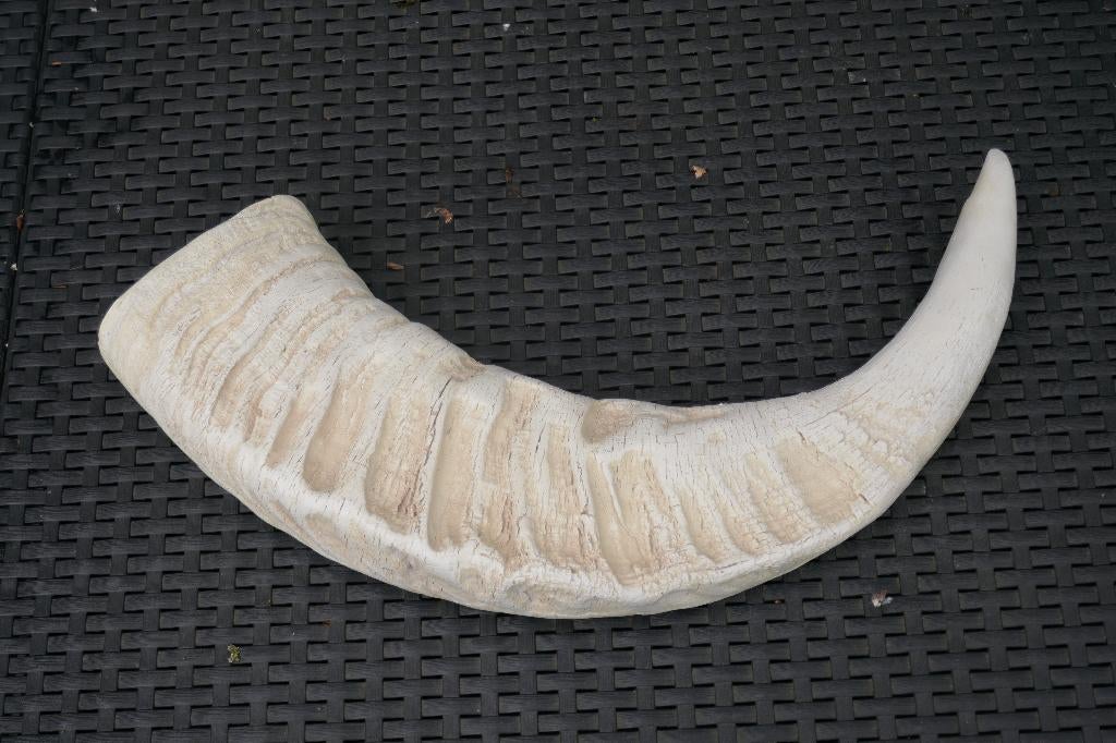 Grote Buffel Hoorn, Verzamelen, Dierenverzamelingen, Verzenden, Zo goed als nieuw, Overige soorten, Gewei of Kop