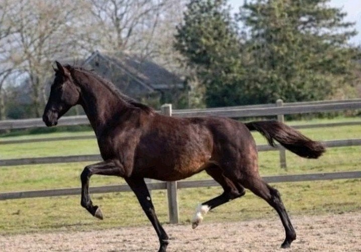Prachtige talentvolle dresuurpaard ruin v. Extreme U.S, Met stamboom, Ruin, Dressuurpaard, 0 tot 2 jaar