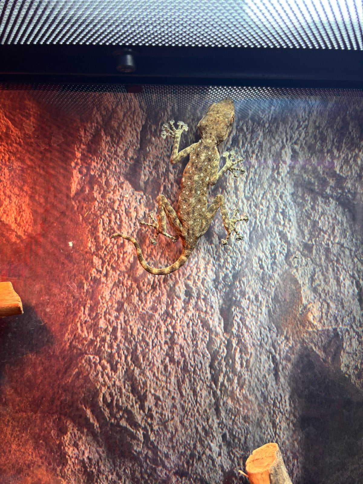 Waaierteen gekko, Hagedis, 0 tot 2 jaar