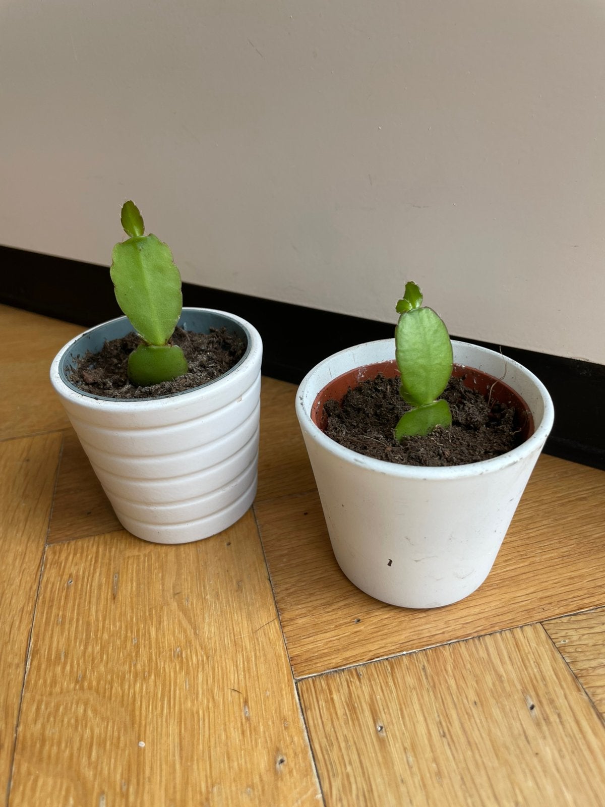 🌱 Stekjes paascactus Rhipsalidopsis gaertneri oranje of wit, Ophalen, Halfschaduw, Cactus, Minder dan 100 cm
