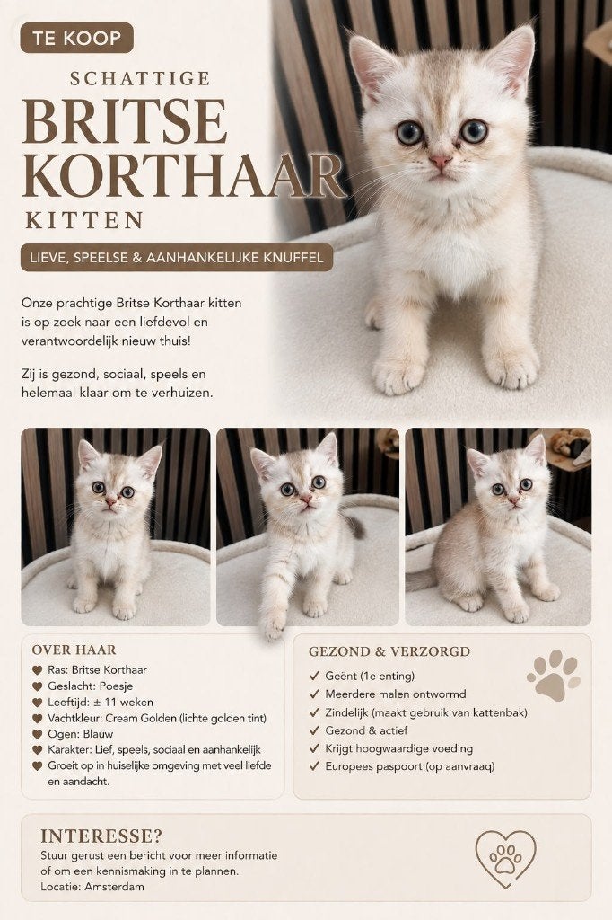 Prachtige Britse korthaar kitten te koop, Poes, Met stamboom, 0 tot 2 jaar