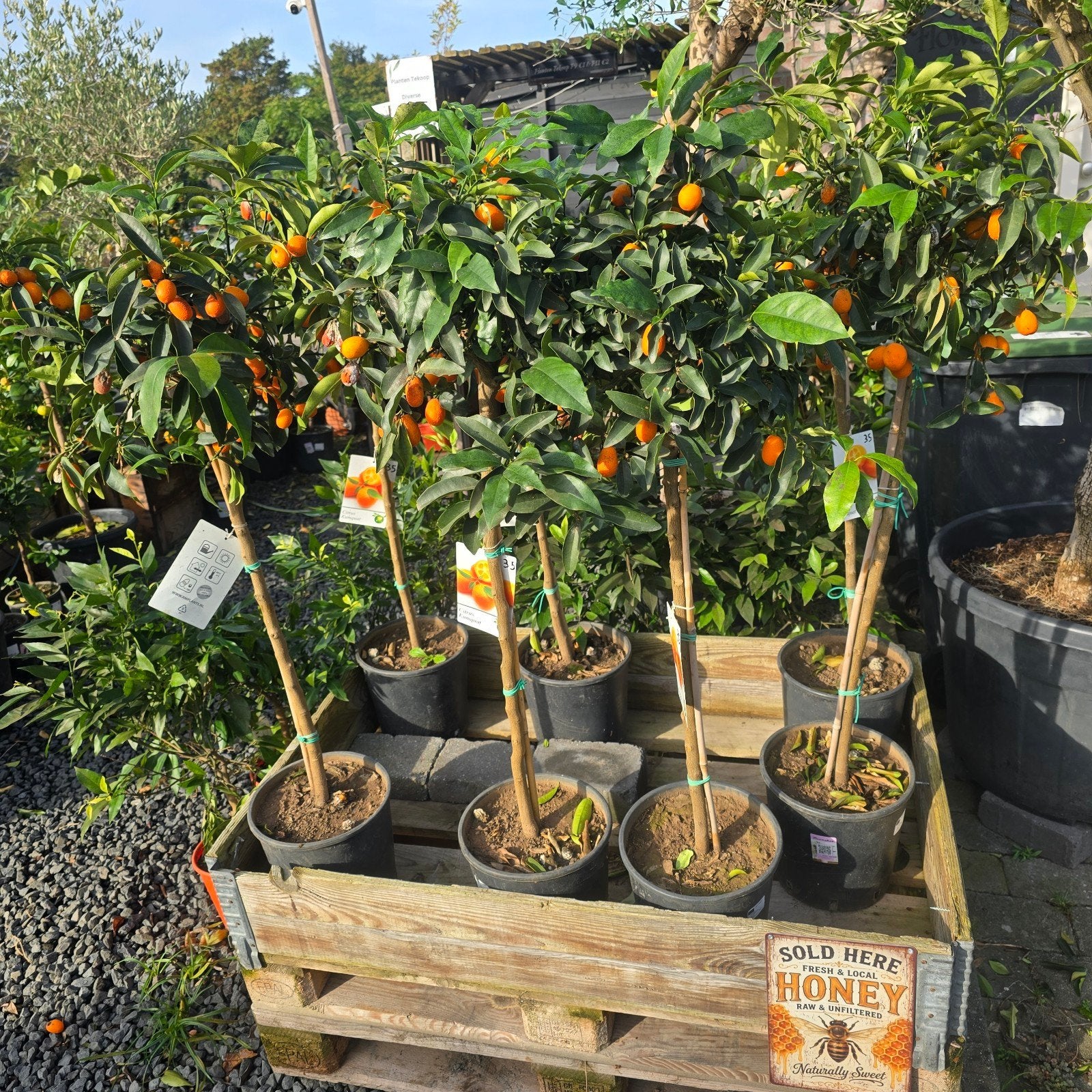 Stekjes, Planten & Pure Honing – vanaf €1!
Voor ons hui, Tuin en Terras, Ophalen of Verzenden