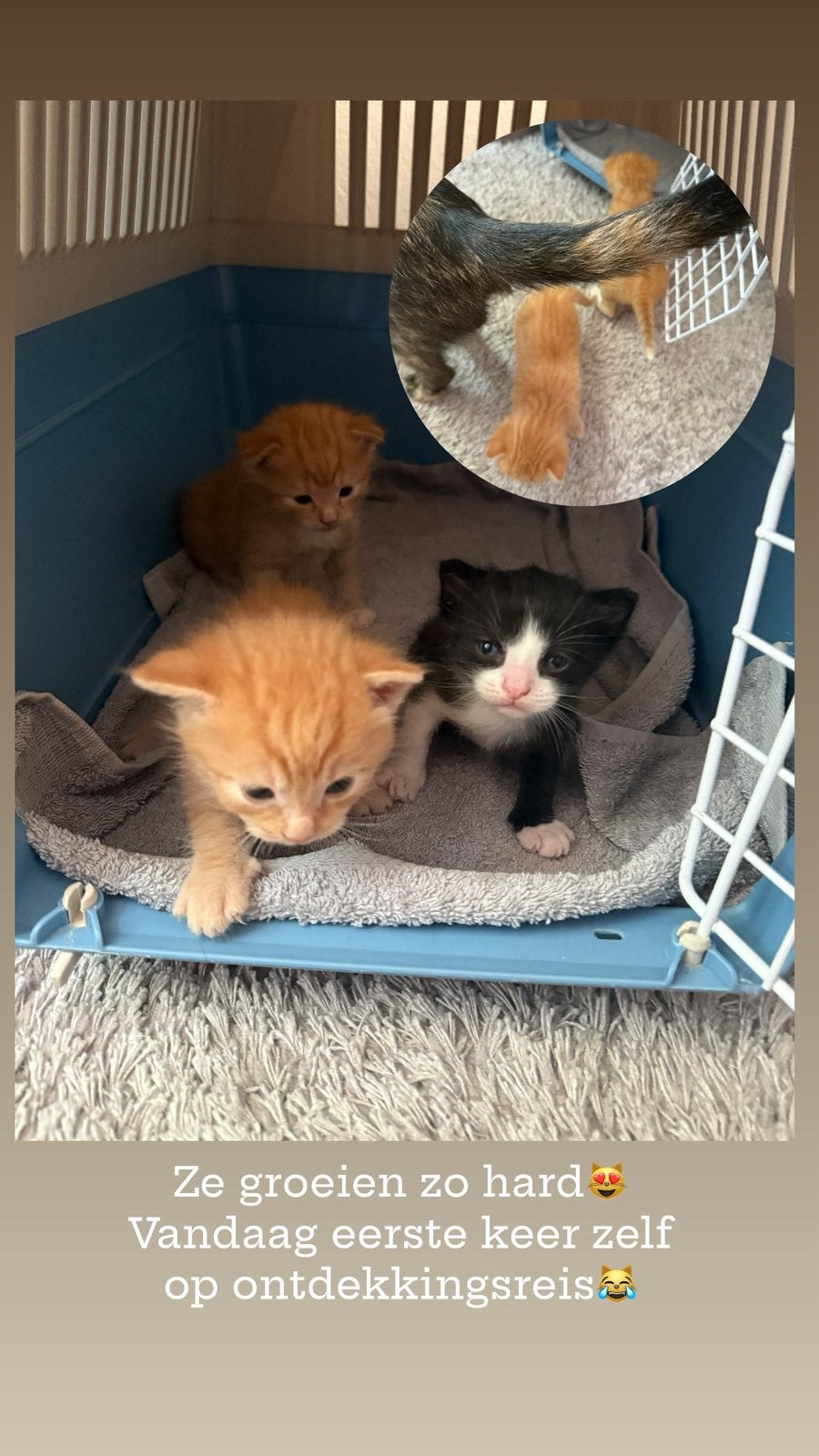 Kitten katers rode & zwart/wit, Kater, Ontwormd, 0 tot 2 jaar
