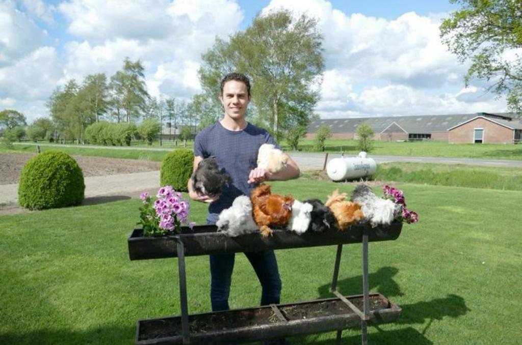 Prachtige Gesexte Zijdehoender Kriel Kuikens!, Dieren en Toebehoren, Pluimvee, Geslacht onbekend, Kip