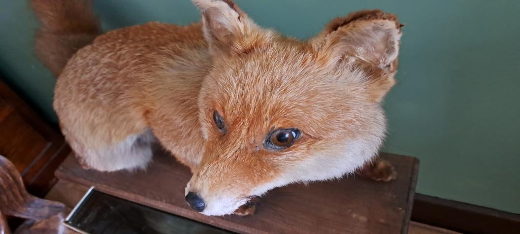 Vos. Taxidermie, Ophalen