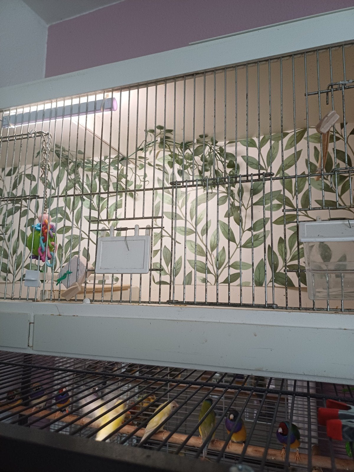 kooi 102br 40h 30d, Zangkanarie