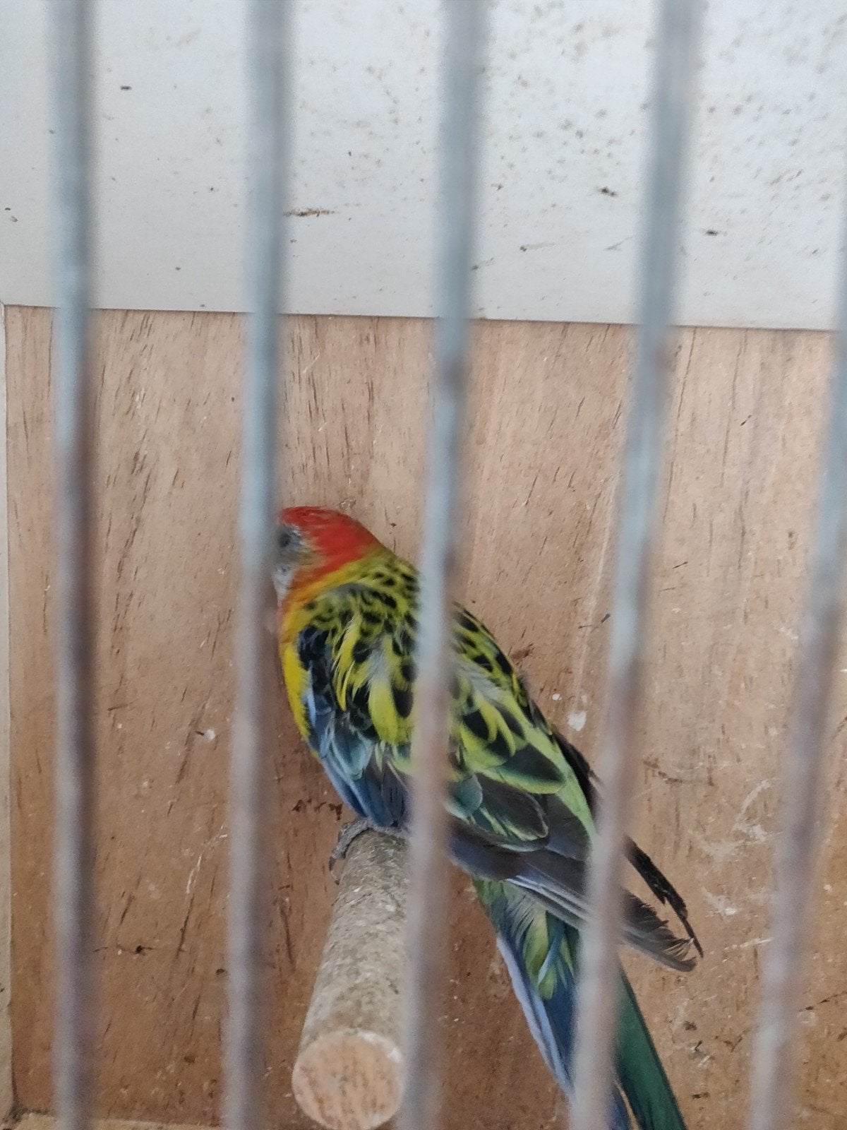 rosella, Dieren en Toebehoren, Vogels | Parkieten en Papegaaien, Vrouwelijk, Parkiet, Geringd