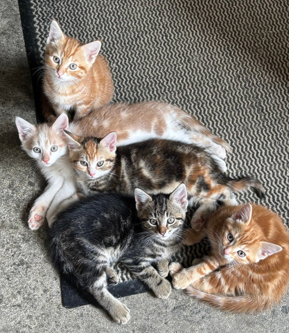 Lieve mooi kittens, Dieren en Toebehoren, Meerdere dieren, Kortharig, 0 tot 2 jaar