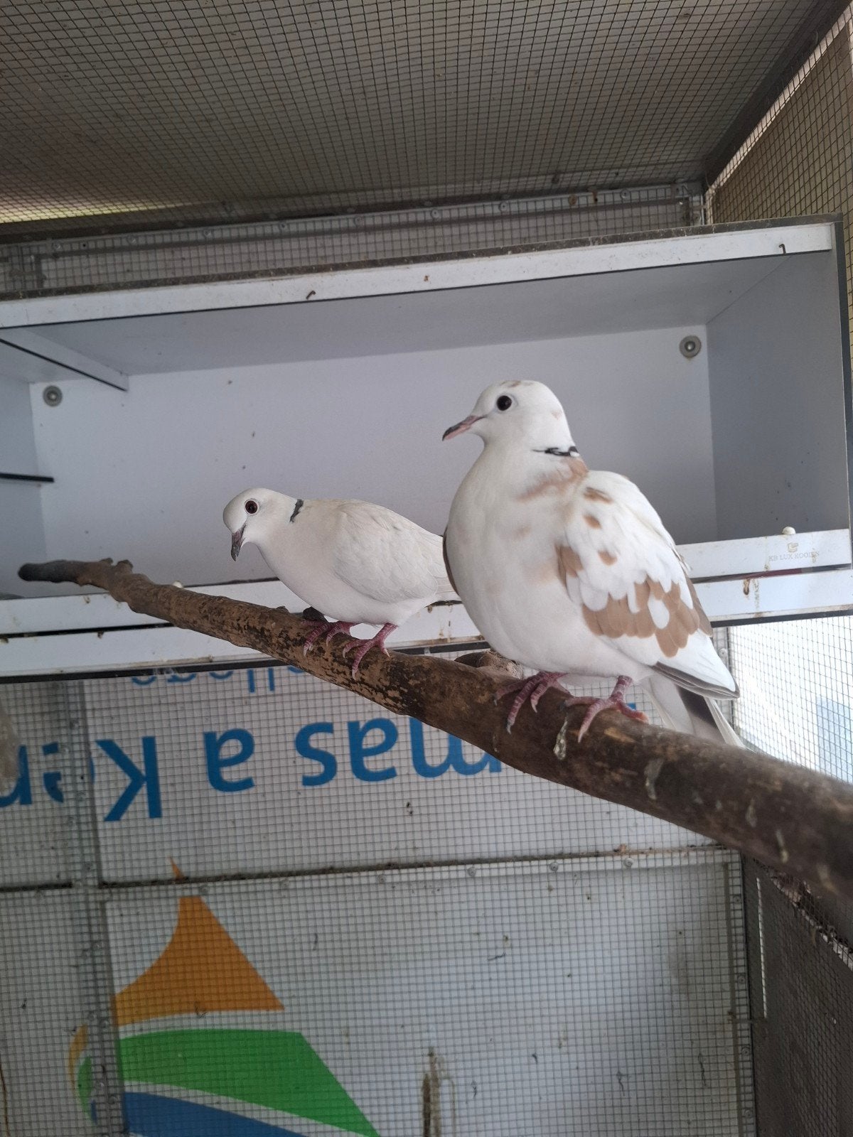 Koppel lachduifjes, Meerdere dieren, Overige soorten