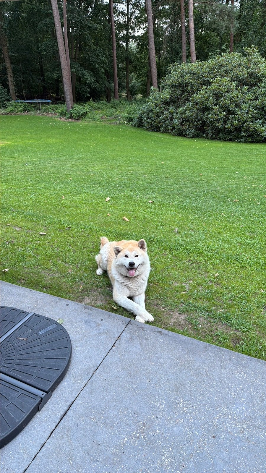 Akita hond, Dieren en Toebehoren, Honden | Chihuahua's en Gezelschapshonden, CDV (hondenziekte), Eén hond, 3 tot 5 jaar, Nederland