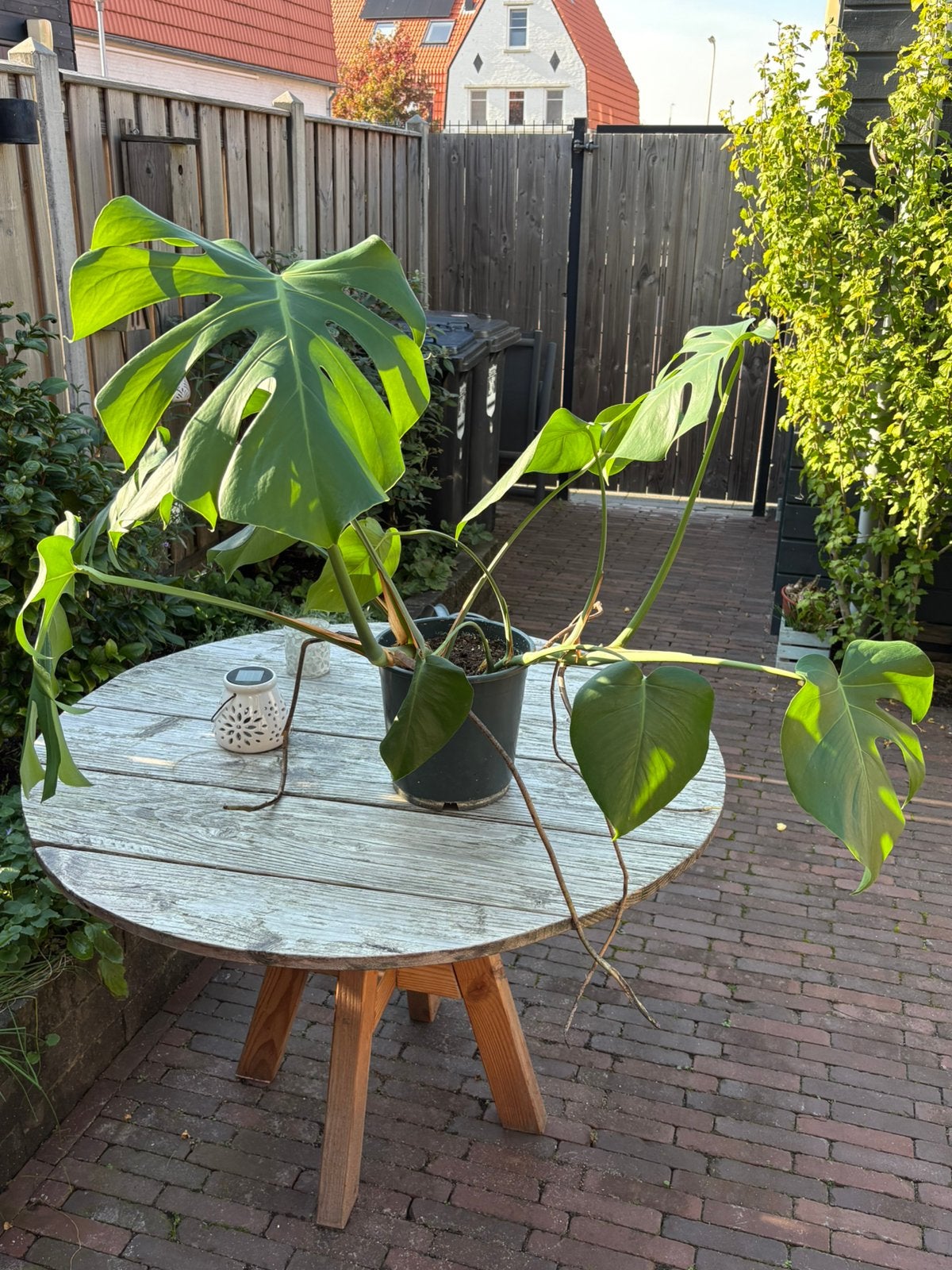 Monstera, Ophalen, Halfschaduw, Minder dan 100 cm