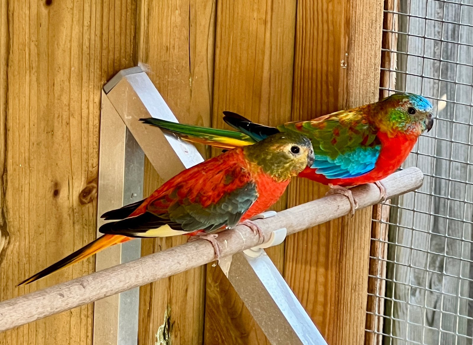 Turquoisine parkieten koppel, Dieren en Toebehoren, Meerdere dieren, Parkiet, Geringd