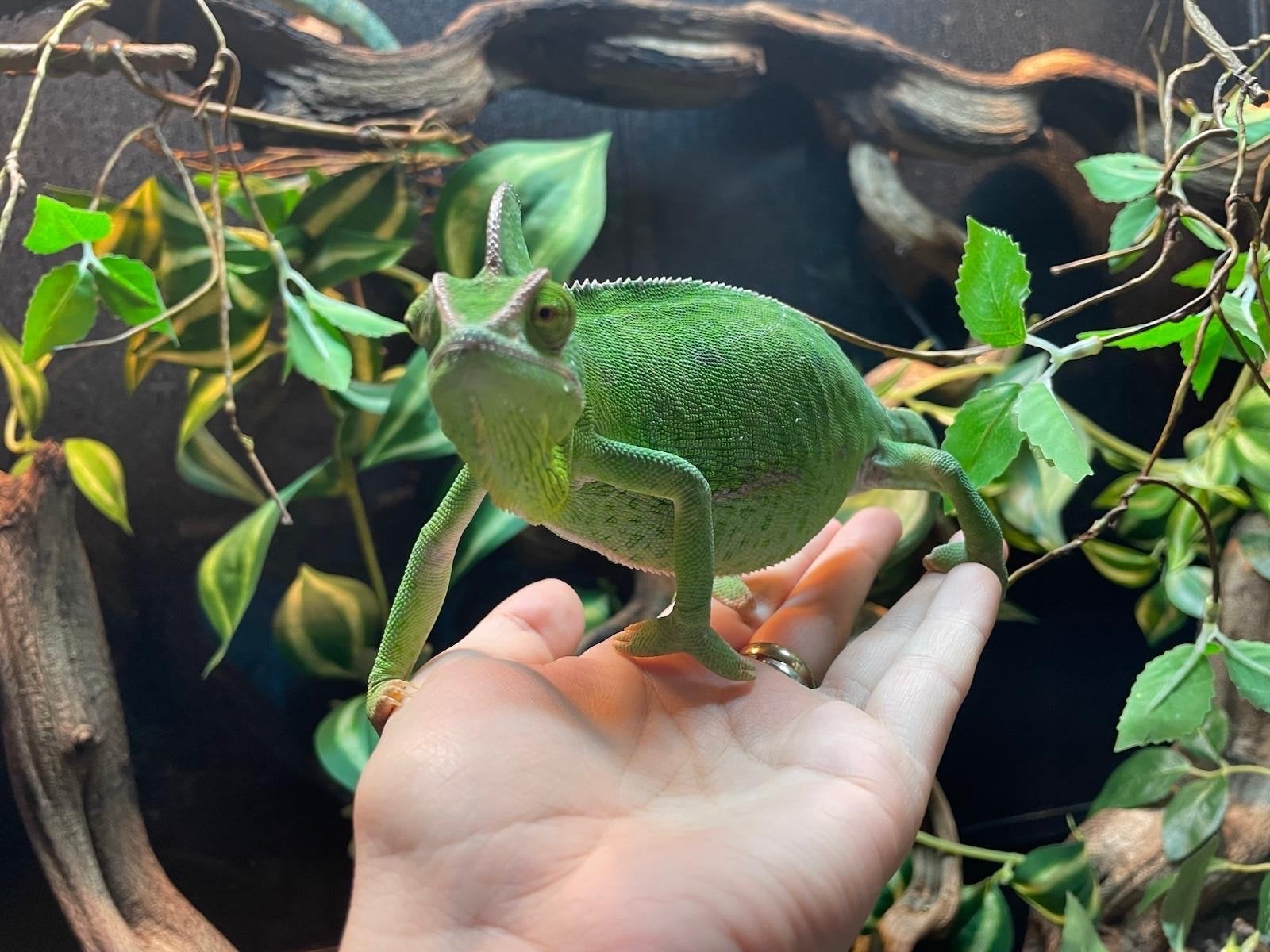 Jemenkameleon (chamaeleo calyptratus) Chameleon photo 3
