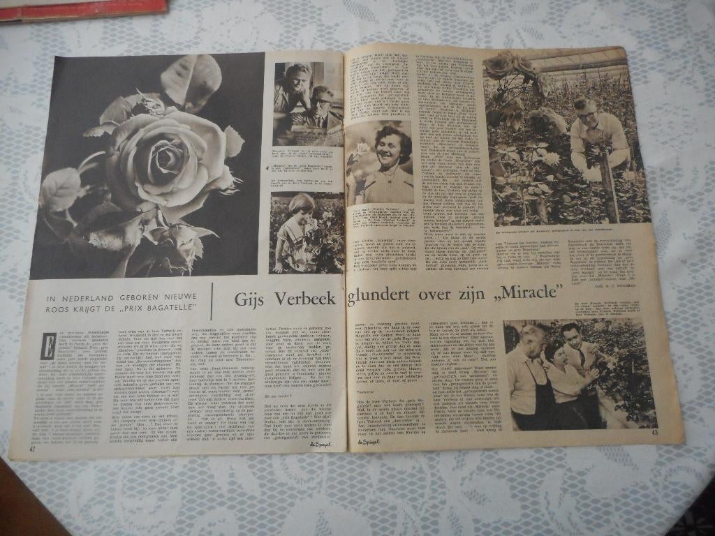 Aalsmeer. Gijs Verbeek. Roos Prix Bagatelle. 1958., Verzamelen, Ophalen of Verzenden, 1940 tot 1960, Nederland, Knipsel(s)
