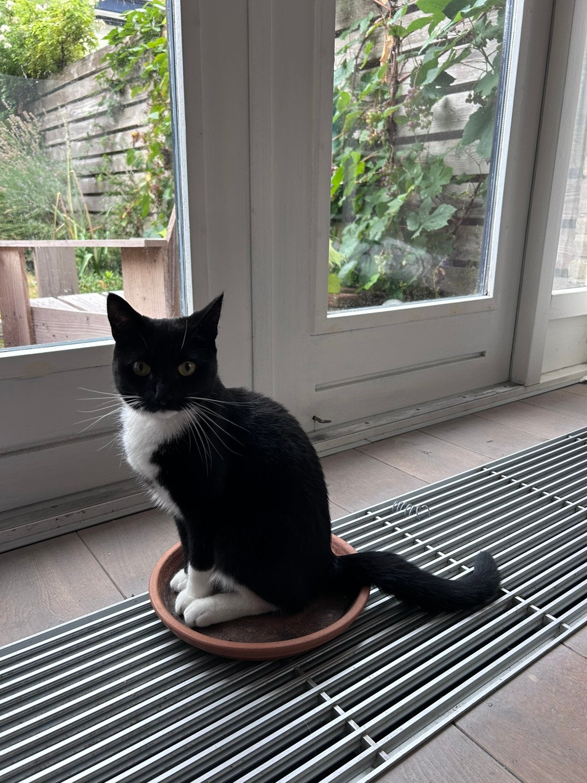 Betrouwbare oppas voor kat of hond, uitlaatservice, Ophalen of Verzenden, Nieuw