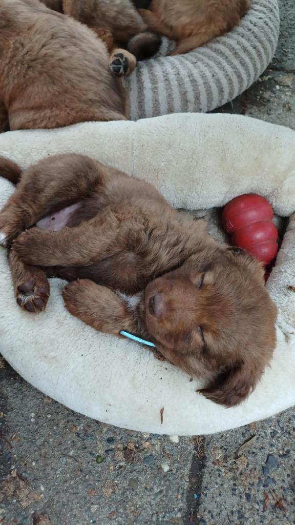 Mooie kruising toller/ golden retriever, Parvo, 8 tot 15 weken, Meerdere, Meerdere dieren