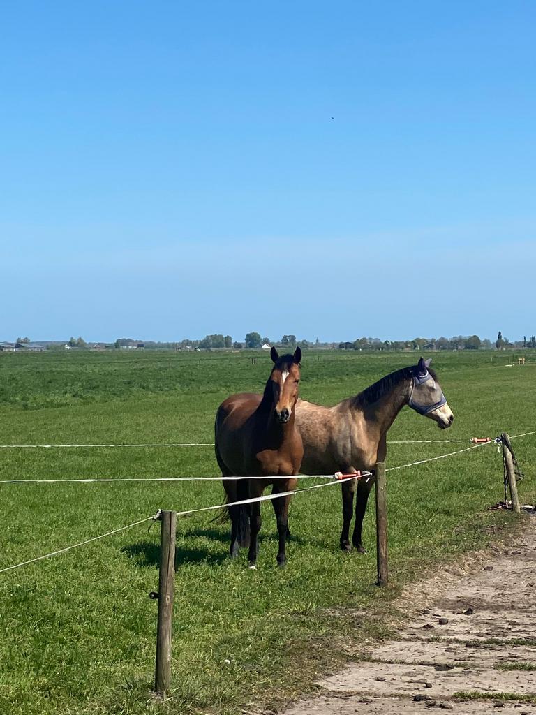 Gezocht stalling & weidegang Ruurlo omgeving, Stalling