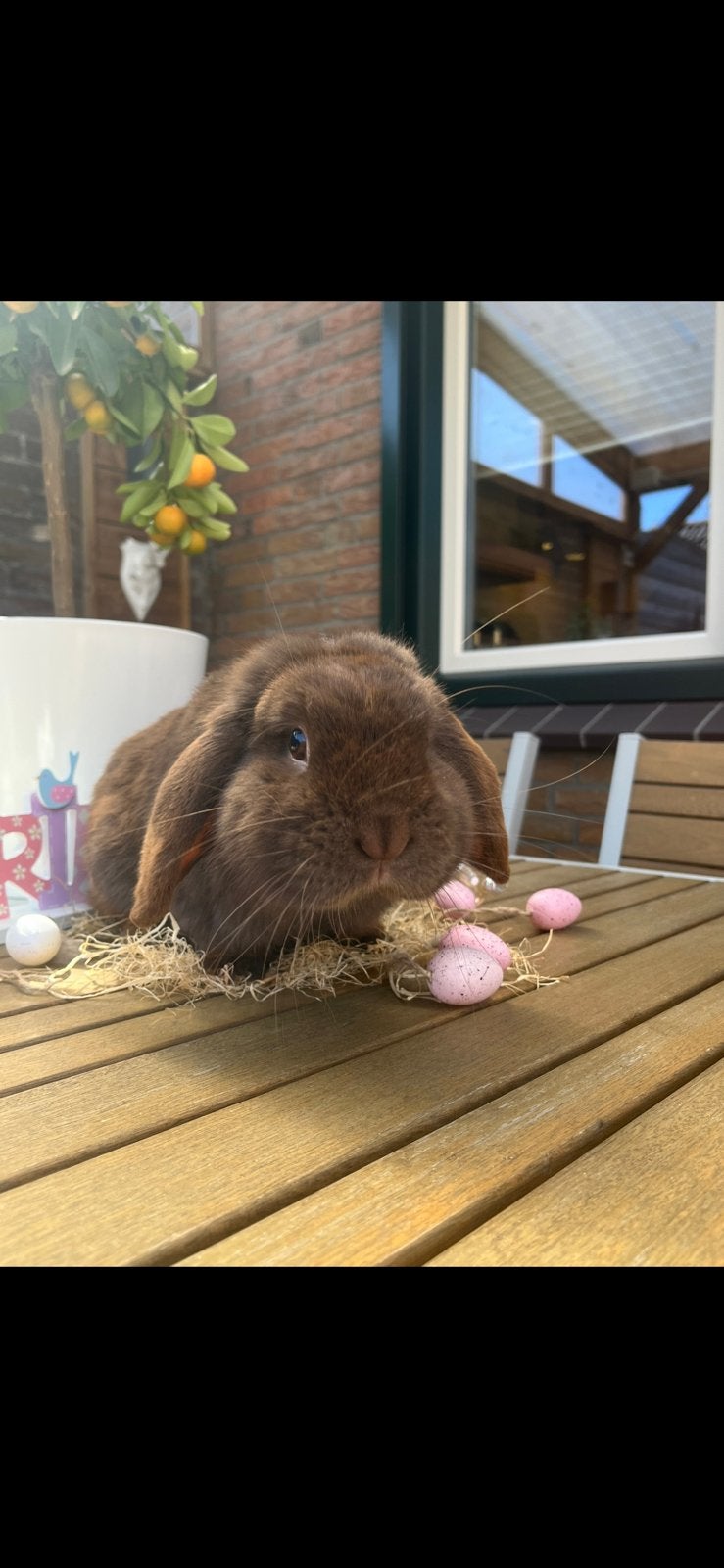 Rasuizvere minilop aangeboden als dekram, Meerdere dieren, Dwerg