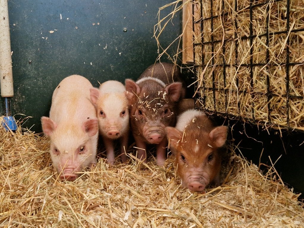 Minivarkens | Jonge biggen in verschillende kleuren, Meerdere dieren, Varken, 0 tot 2 jaar