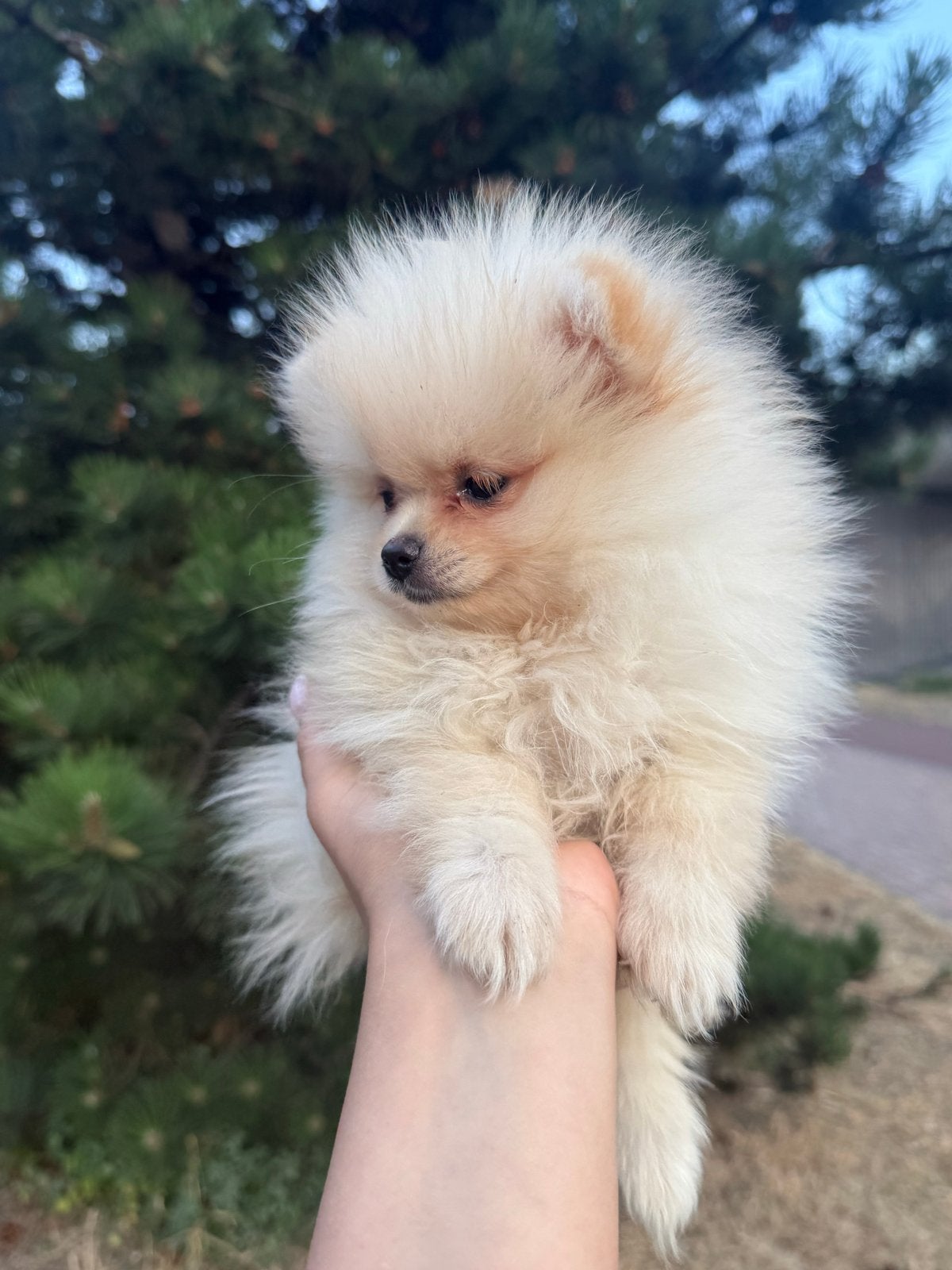 Pomeriaan pup mini bearface teefje, Particulier, Keeshond, 8 tot 15 weken, Buitenland