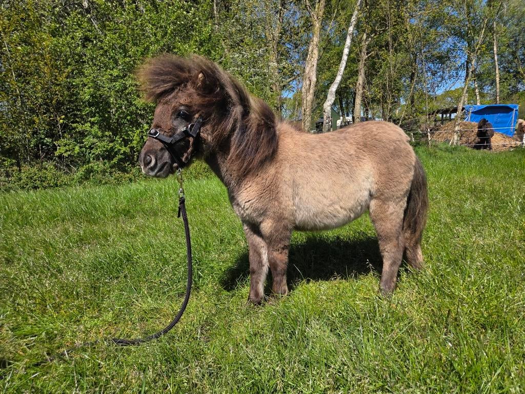 Shetland jaarling hengst, Dieren en Toebehoren, Hengst