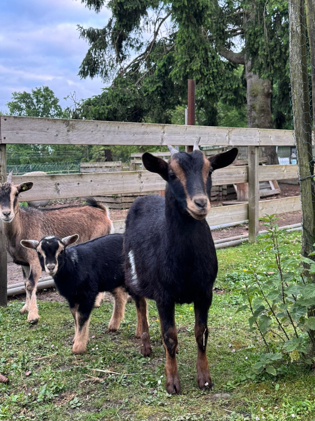 Dwerggeit black&tan, Dieren en Toebehoren, Schapen, Geiten en Varkens, Vrouwelijk, Geit
